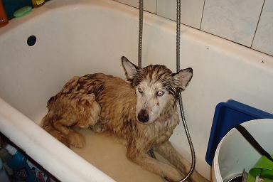 Mala, type husky de 4-5 ans mâle Refuge Etela Untitl10