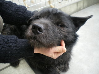 WILLOW adorable mâle x chow chow 8 ans FAM (59)ADOPTE Willow10
