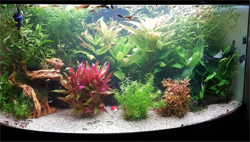 Mon aquarium , quel changement. Merci les amis du forum !!! Aqua_f10