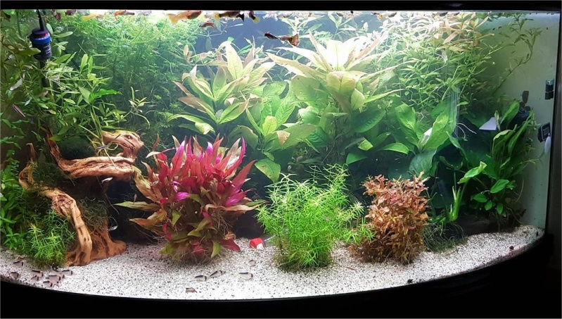 Mon aquarium , quel changement. Merci les amis du forum  !!! Aqua_f10