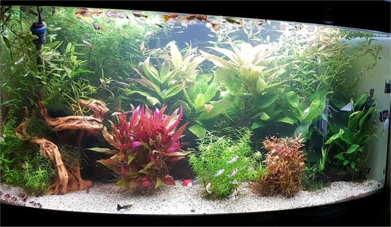 Mon aquarium , quel changement. Merci les amis du forum !!! Aqua_f11