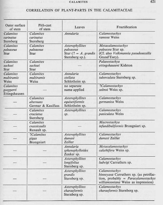 Flore Carbonifère des Alpes Françaises part 1 - Page 3 File2110