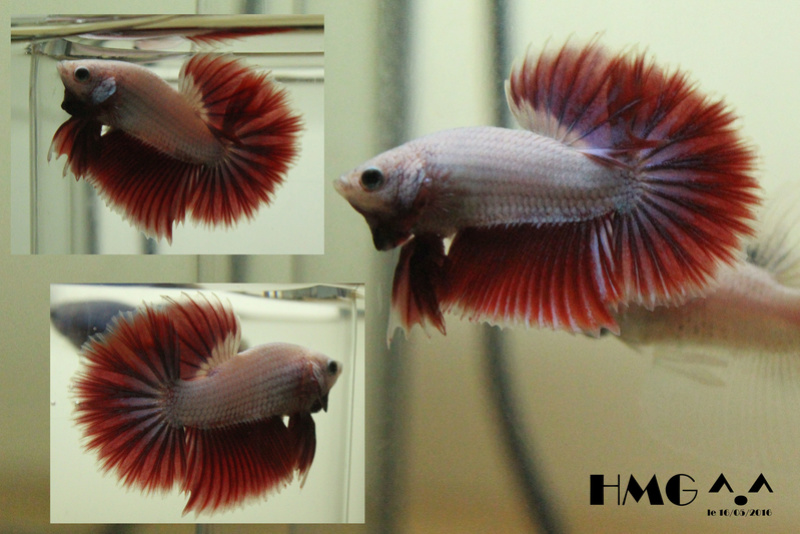 Mes bettas !! 2016-014