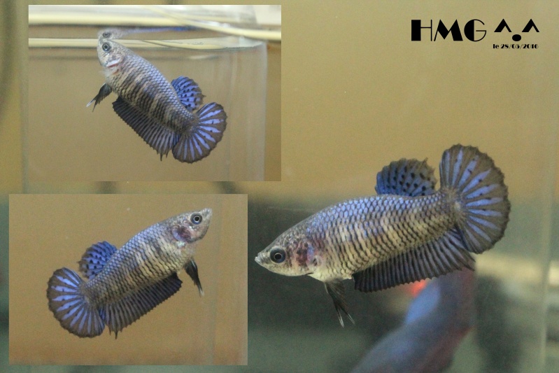 Mes bettas !! 2016-022