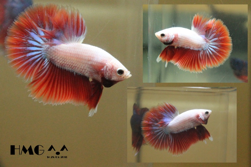 Mes bettas !! 2016-041