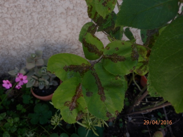 taches sur les feuilles de mes rosiers P4290010