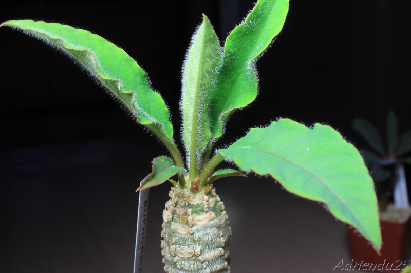 Euphorbia ankarensis Img_5024