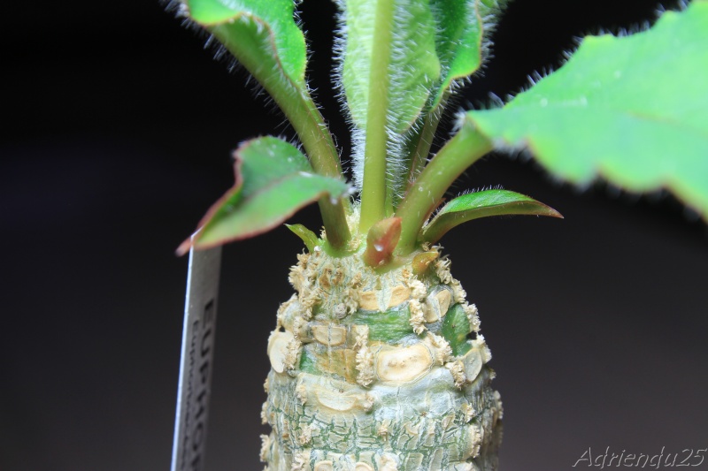 Euphorbia ankarensis Img_5026