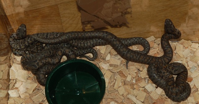 Naissance de Vipera (Montivipera) wagneri 11111