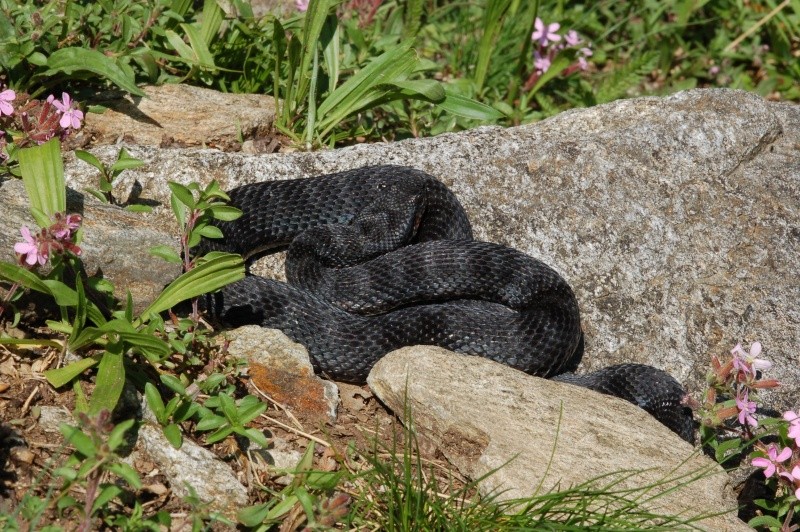 Vipera aspis, quelques variation de couleurs 44410