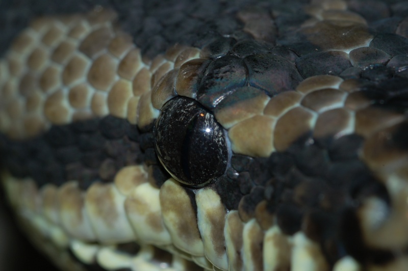 Morelia spilota variegata Dsc_0310