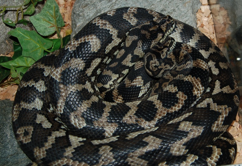 Morelia spilota variegata Mor210