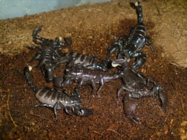 First Scorpion first batch of 26+  Scorplings!!!! - Page 3 5i_emp11