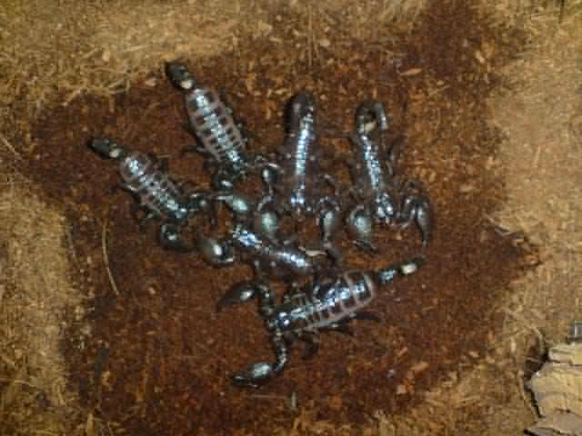 First Scorpion first batch of 26+  Scorplings!!!! - Page 3 5i_emp14