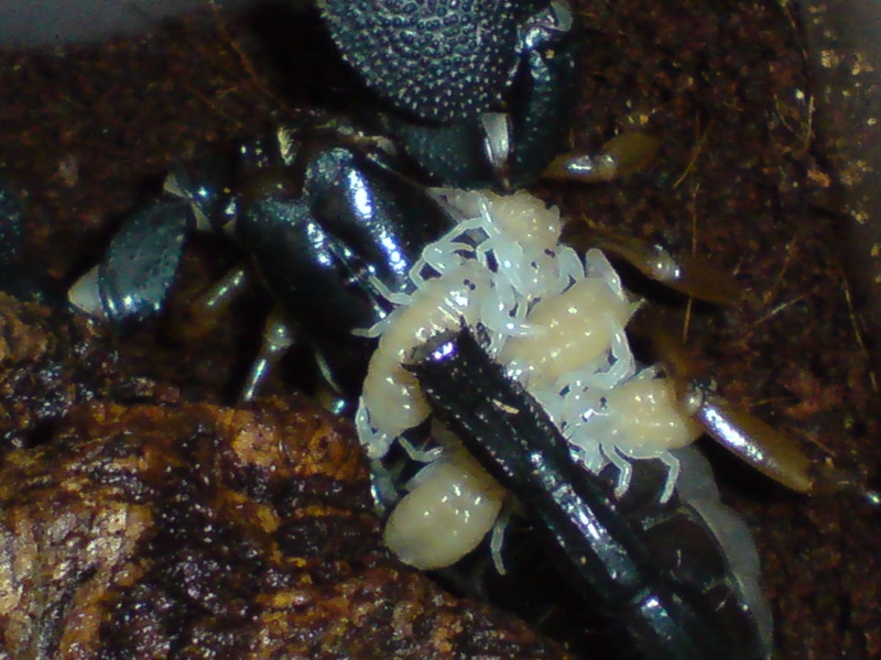 Heterometrus madraspatensis Dsc03910