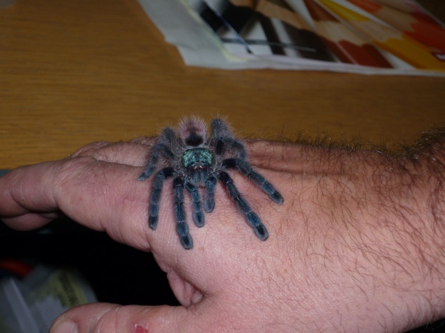 This beauty is on its way to me - A. versicolor - Page 2 P1020213