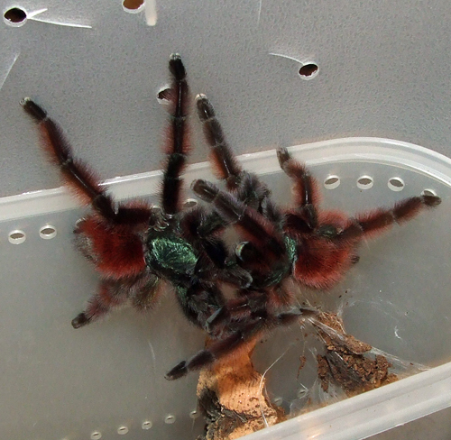 This beauty is on its way to me - A. versicolor Versim10
