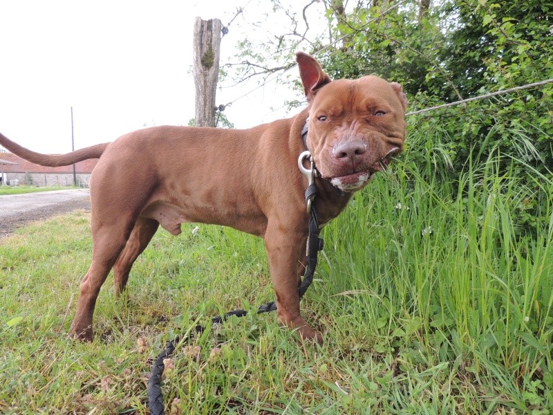 MARLEY- Staffordshire Bull Terrier =Staffie- Adopté en décembre 2016. - Page 2 Mercre25