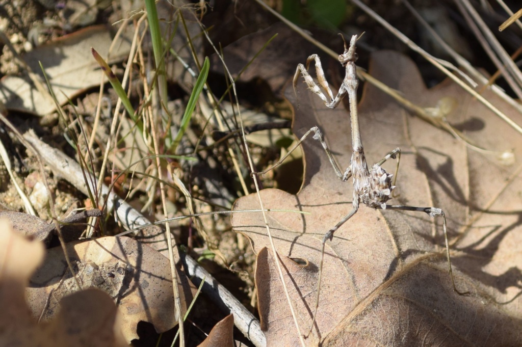 [Empusa pennata] Empuse 02-28-11