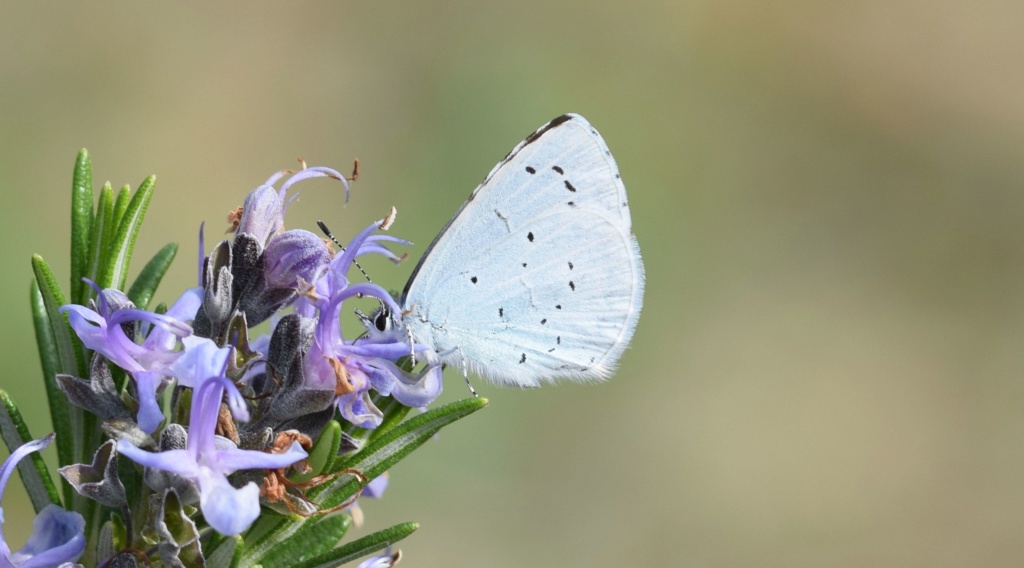 [Celastrina argiolus] Azuré 03-12-13