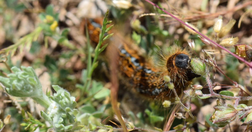 [Malocosoma cf. franconica] Chenille  05-15-11