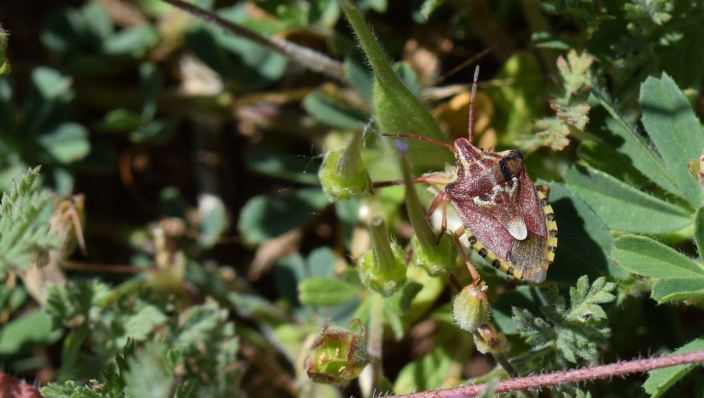 [Codophila varia] Pentatomidae 05-15-13