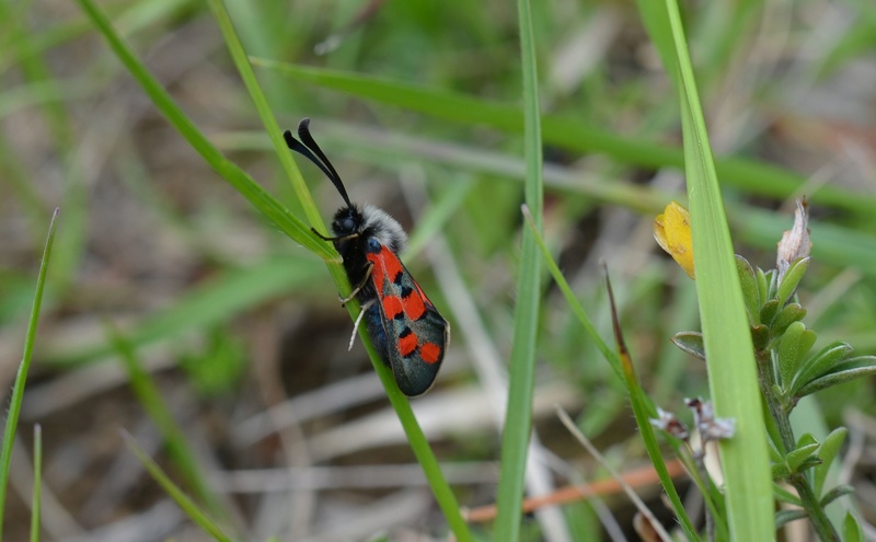 Re-zygaena 05-1510