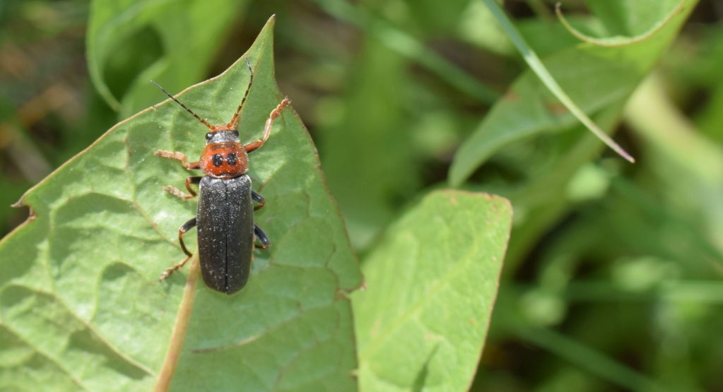Cantharis 05-26-14