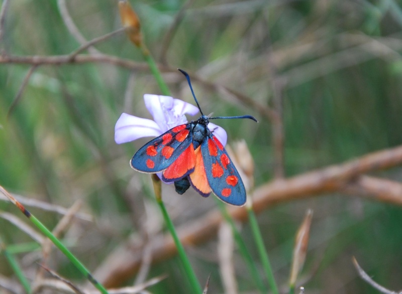 [Zygaena transalpina hippocrepidis] re-re-re-Zygaena 06-05-12