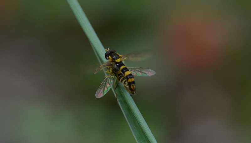 [Sphaerophoria scripta] Syrphidae 06-07-10