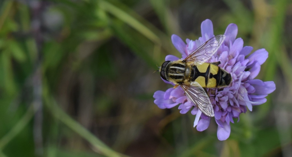 [Helophilus trivittatus] Syrphidae 07-06-12