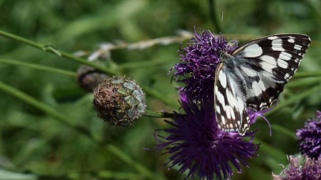 [Melanargia galathea] Demi-deuil. 07-08-10