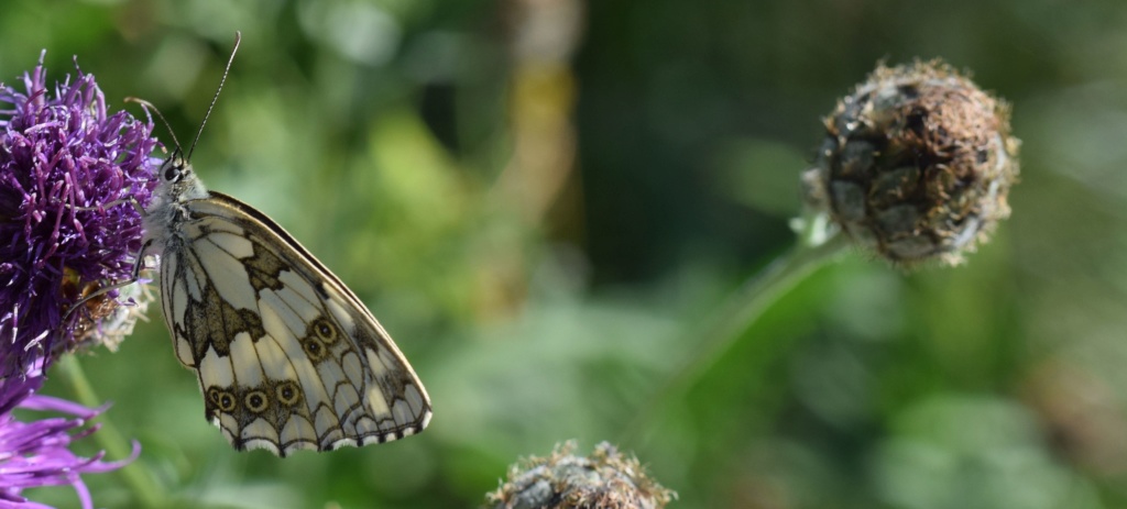 [Melanargia galathea] Demi-deuil. 07-08-11