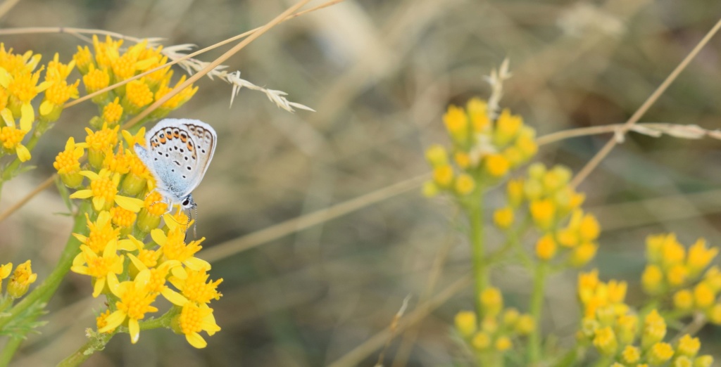 [Plebejus argus] Azuré 07-16-10