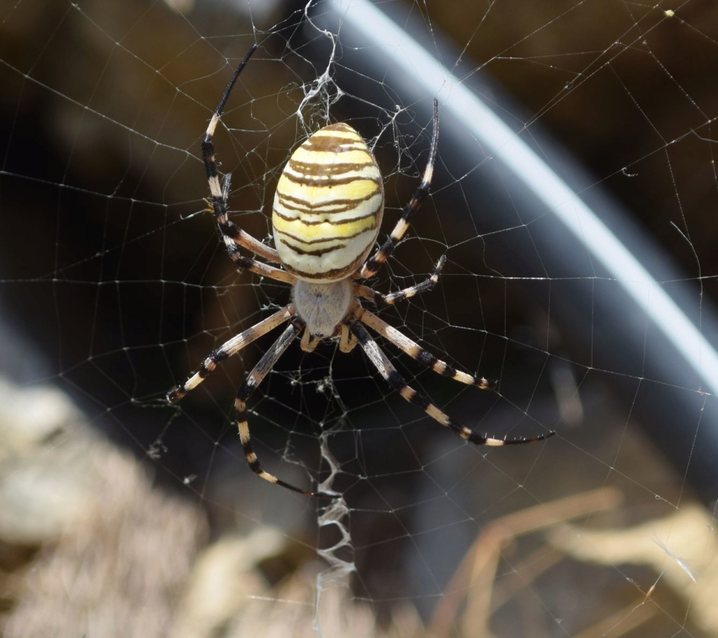 Argiope 08-10-11