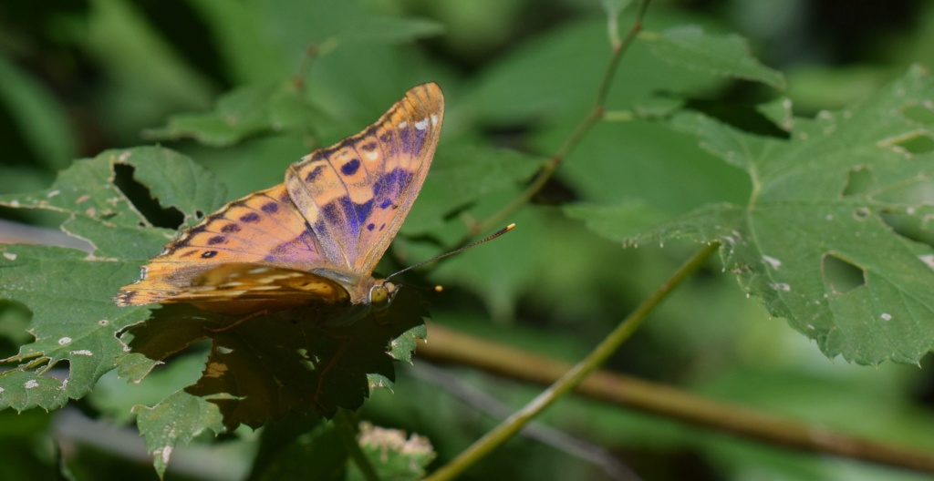 [Apatura ilia] Petit Mars  08-26-12