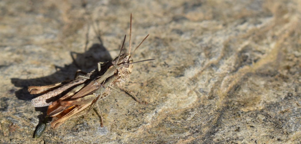 [Chorthippus cf. vagans] Couple de Stenobothrus ? 09-02-13