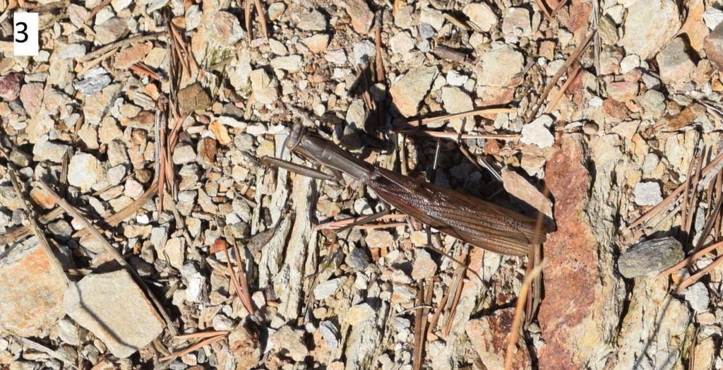 [Mantis religiosa] Mantes religieuses. 10-21-12