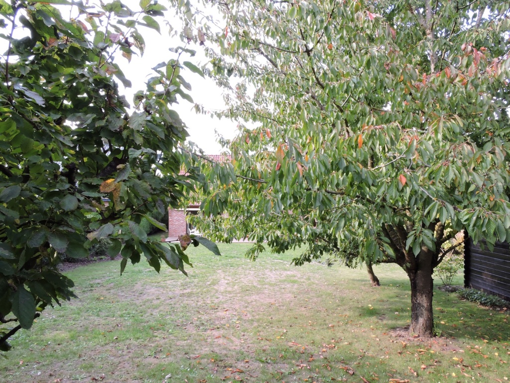NOTRE JARDIN CE JOUR Jardin15