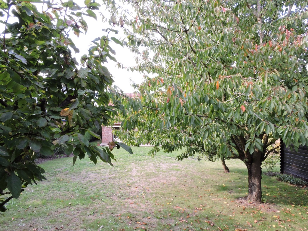 NOTRE  JARDIN CE JOUR Jardin15