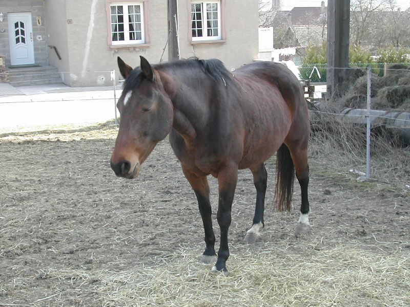 Une photo de vous et votre cheval - Page 5 Eglant10