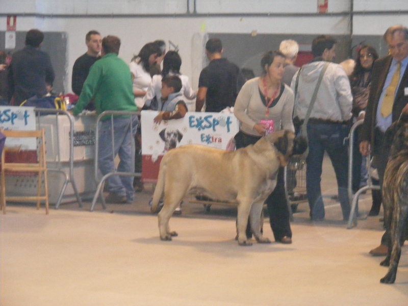 BARCELONA-MARTORELL  17/18 OCTOBRE 2009  CAC-CACIB Dscf2810