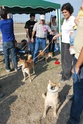 Concursos Caninos 2009-084