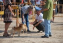 Concursos Caninos - Pgina 2 2009-095