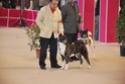 Concursos Caninos - Pgina 4 2009-116