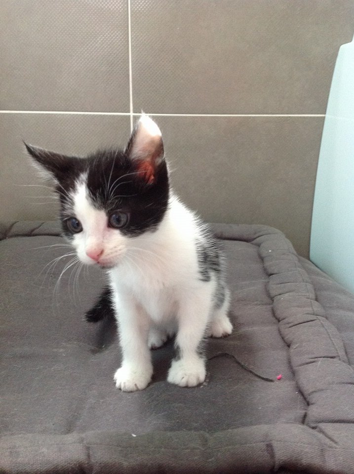 4 beaux chatons de 2 mois