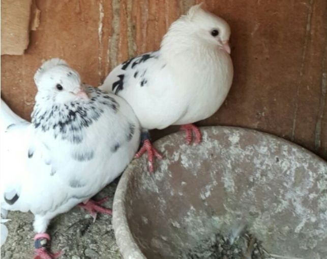 جوز حمام قطيفي منتج للبيع بجده 1166