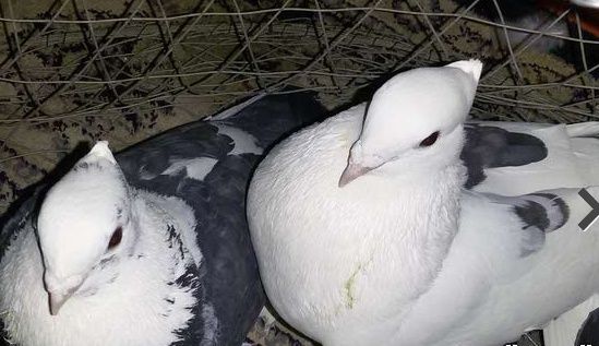 للبيع جوز حمام منتج 117