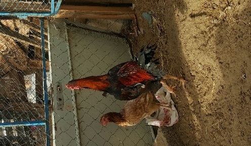 جوز دجاج باكستاني للبيع 1235