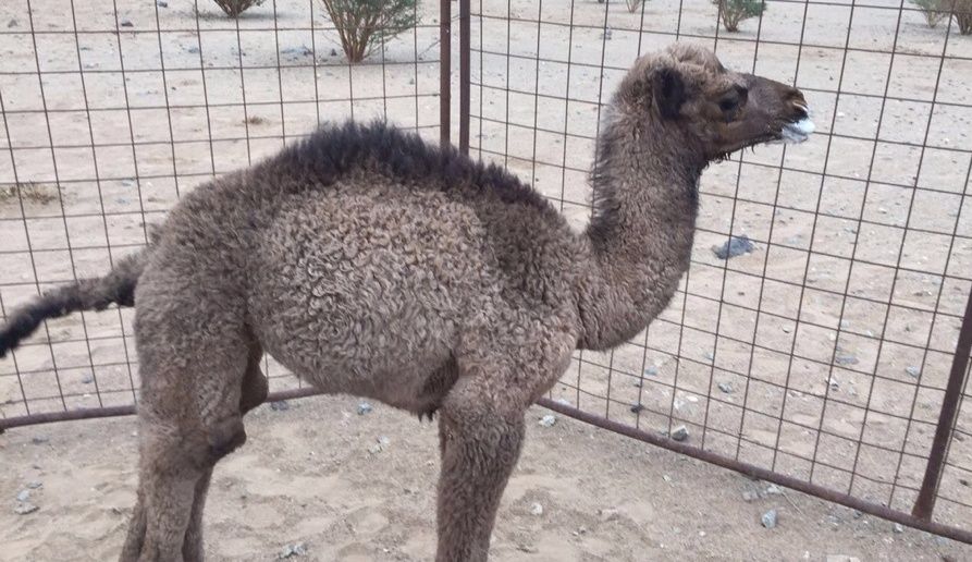 إبل قعود العمر شهر ونص للبيع 1273